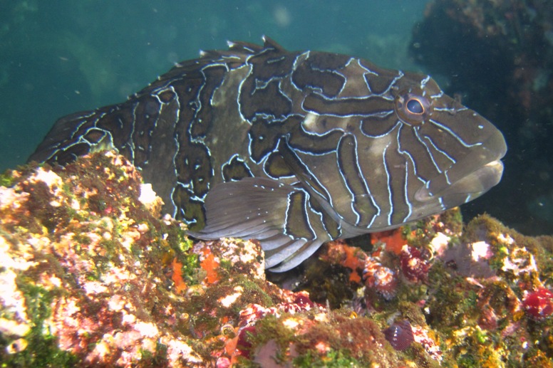 galapagos fish